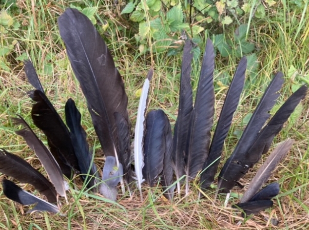 feathers